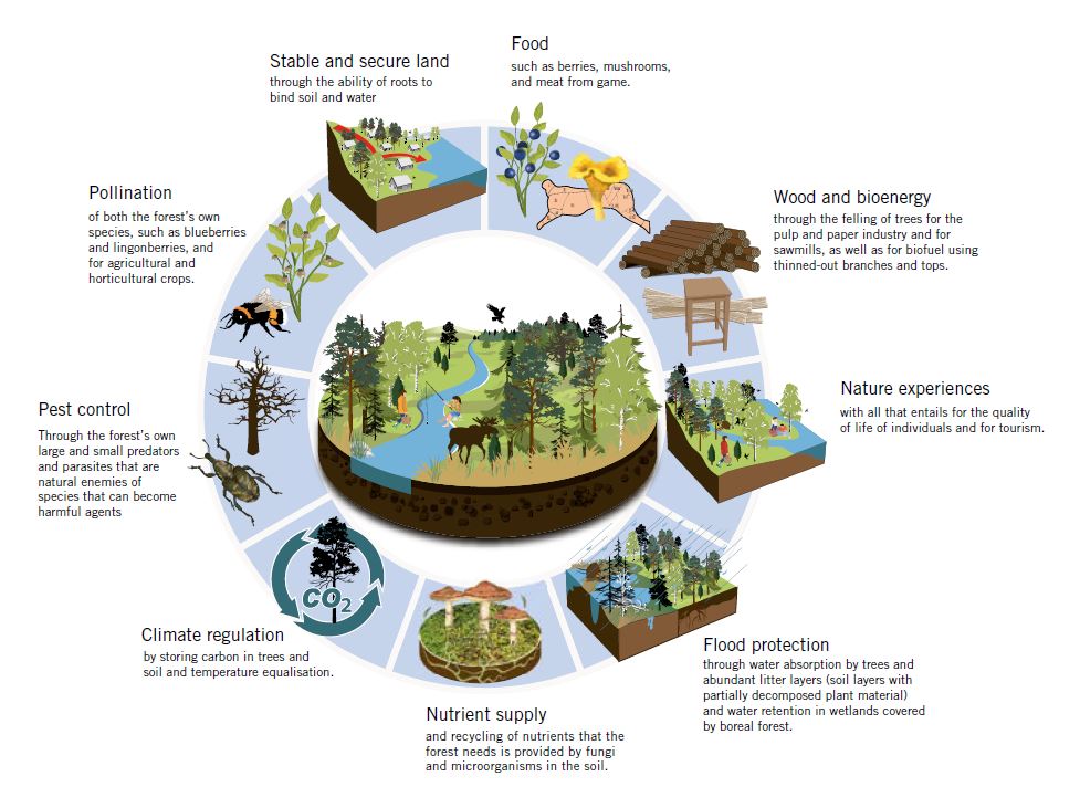 The Forest Sector And The Idea Of Circular Bioeconomy Scitech