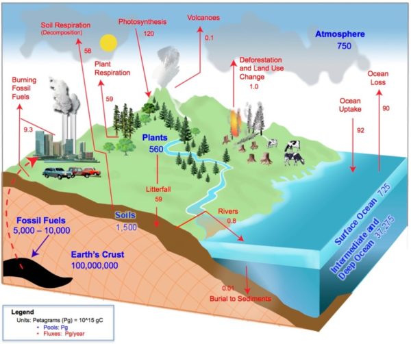 Forestbiofacts