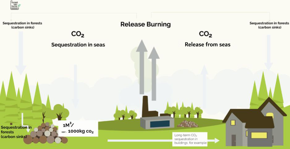 Carbon cycle. Do you want to know more about the carbon cycle? Read more!