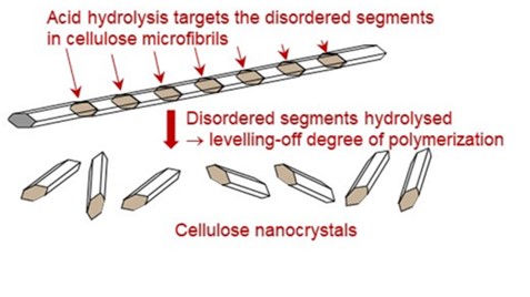 Principle behind the preparation of cellulose nanocrystals: disordered regions in cellulose microfibrils are selectively hydrolysed while the CNCs stay intact.