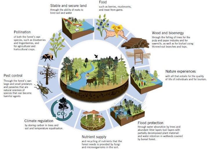 Ecosystem goods and services provided by forests, which are for example food, wood and bioenergy, nature experiences, flood protection, nutrient supply, climate regulation, pest control, pollination